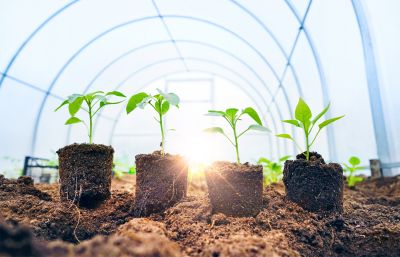 Plant Cultivation Inside Greenhouses
