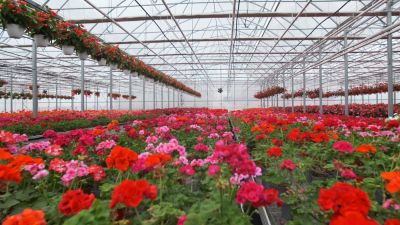Greenhouses Provide a Controlled and Regulated Environment For Your Plants of Crops