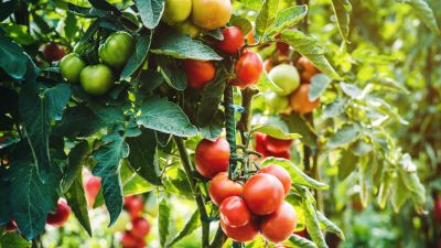 Protection from Pests and Weather